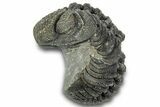 Long, Curled Morocops Trilobite - Morocco #323224-1